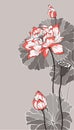 Big white red lotus on grey illustration