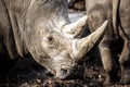 Big white rhino head portrait close up with two horns Royalty Free Stock Photo