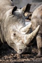 Big white rhino head portrait close up with two horns Royalty Free Stock Photo