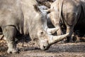 Big white rhino head portrait close up with two horns Royalty Free Stock Photo