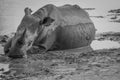 Big White rhino laying in the water Royalty Free Stock Photo