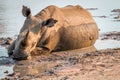 Big White rhino laying in the water Royalty Free Stock Photo