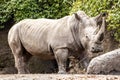 Big white rhino portrait close up with two horns Royalty Free Stock Photo