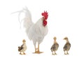 Big white rooster and little chicken isolated on white Royalty Free Stock Photo