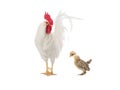 Big white rooster and little chicken isolated on white Royalty Free Stock Photo