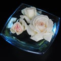 Big white roses in a blue vase of glass on a black background Royalty Free Stock Photo