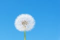 Big white round dandelion on blue sky background Royalty Free Stock Photo