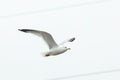 Big white seagull flying solo alone