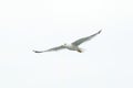 Big white seagull flying solo alone