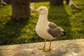 Big white seagull - glarus bird Royalty Free Stock Photo