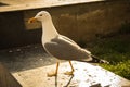 Big white seagull - glarus bird Royalty Free Stock Photo