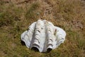 Big white seashell in grass. Old shell closeup. Tropical life. Marine detail. Big conch on coast. Royalty Free Stock Photo