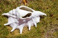 Big white seashell in grass. Old shell closeup. Tropical life. Marine detail. Big conch on coast. Royalty Free Stock Photo