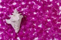 Big white seashell on a purple floral background. Royalty Free Stock Photo