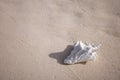 Big white seashell on the sand background. Closeup. Royalty Free Stock Photo