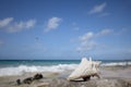 Big white seashell on the seascape background. Seascape.