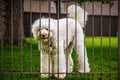 Big white shaggy fluffy dog sticks nose through metal fence with blurred green grass and fence in residential neighborhood