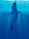 A big white shark Royalty Free Stock Photo