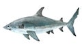 Big white shark watercolor painting Royalty Free Stock Photo