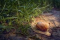 Big white snail crowls across the trail to the grass with drops of morning dew Royalty Free Stock Photo