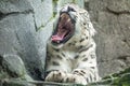 Big white Snow leopard lies with piercing yellow eyes Royalty Free Stock Photo