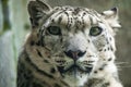 Big white Snow leopard lies with piercing yellow eyes Royalty Free Stock Photo