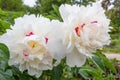 Big white sparkled paeony blossoms Royalty Free Stock Photo