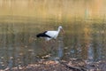 Big white stork at the little pond fall Royalty Free Stock Photo