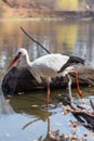 Big white stork at the little pond fall Royalty Free Stock Photo