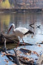 Big white stork at the little pond fall Royalty Free Stock Photo