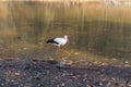 Big white stork at the little pond fall Royalty Free Stock Photo