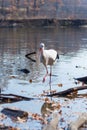 Big white stork at the little pond fall Royalty Free Stock Photo