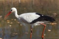 Big white stork at the little pond fall Royalty Free Stock Photo