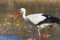 Big white stork at the little pond fall Royalty Free Stock Photo