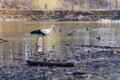 Big white stork at the little pond fall Royalty Free Stock Photo