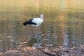 Big white stork at the little pond fall Royalty Free Stock Photo