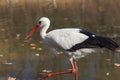 Big white stork at the little pond fall Royalty Free Stock Photo