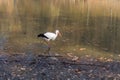 Big white stork at the little pond fall Royalty Free Stock Photo