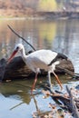 Big white stork at the little pond fall Royalty Free Stock Photo