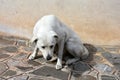 Big white stray dog looking anxiously begging for food