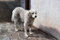 Big white stray dog looking anxiously begging for food