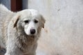 Big white stray dog looking anxiously