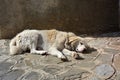 Big white stray dog sleeping in front of a wall