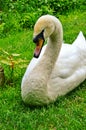 The big white swan lies on a grass near water