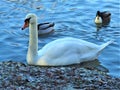 Big white swan. Munich city park