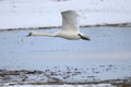 Big white swan taking off for flight
