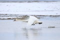 Big white swan taking off for flight while running on water