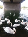 A mute swan Cygnus olor gliding across a still lake. The swan has raised feathers as it is displaying to other swans. Royalty Free Stock Photo