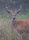 A big White-tailed deer buck on an early foggy morning with velvet antlers in summer in Canada Royalty Free Stock Photo