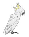 Big white talking parrot ( cockatoo ). Vector hand drawn illustration, isolated on white